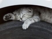 Sebab Hewan Senang Tidur di Kolong Mobil dan Cara Mengusirnya